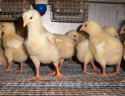 cornish cross chickens near me|buy broiler chicks near me.